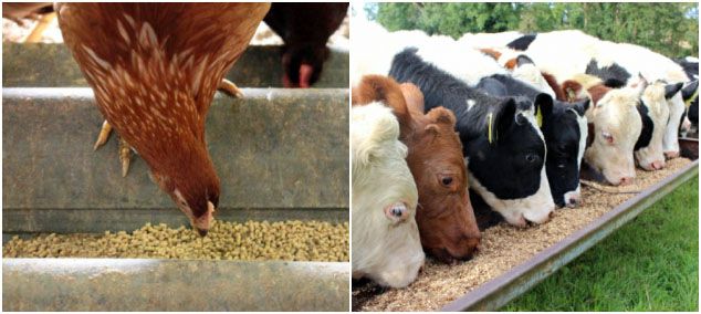 animal feed pellets industry