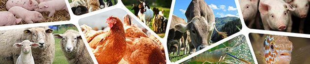 animal feed processing industry (chicken, pig, sheep, cattle, cow)