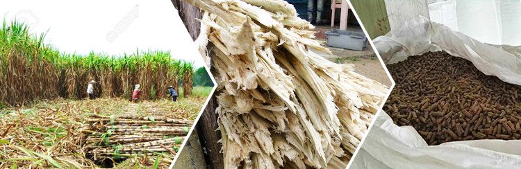 Biofuel Business in Sugarcane Bagasse