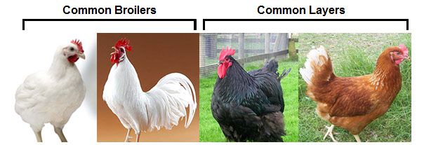 broiler feed and layer feed