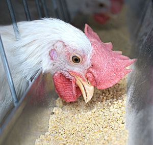chicken feed product