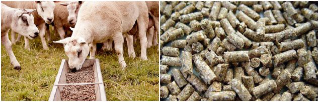 complete feed pellets for livestock animals