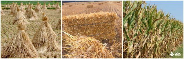 crop straw (rice straw, wheat straw, corn straw)