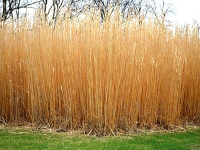 Energy Grass as Biomass Pellet Material