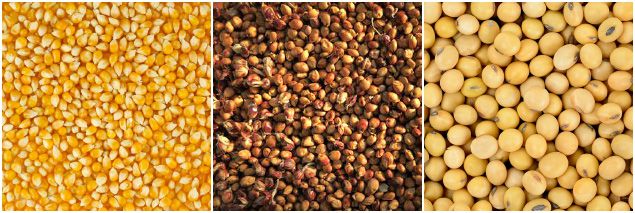 maize sorghum soya for processing poultry feed