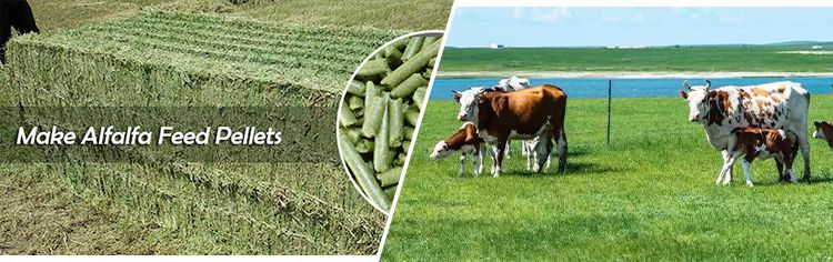 make alfalfa hay pellets as animal feed