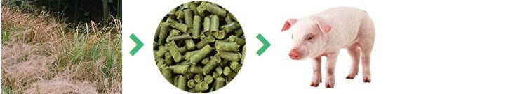 how to make pig feed pellets