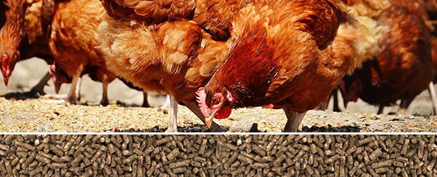 poultry feed pellets