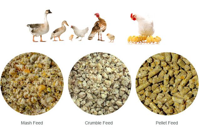 poultry feed production business