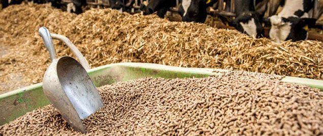 produce cattle feed pellets in industrial scale production