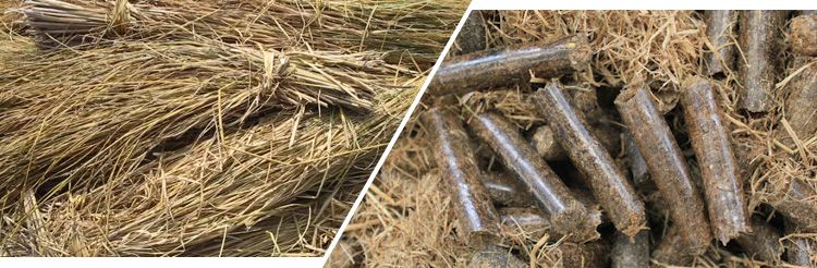 straw pellet made by ABC Machinery's biomass pellet machine