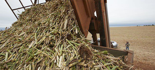 sugarcane bagasse production