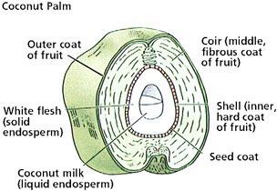 coconut fruits