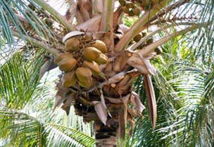 coconut palm tree