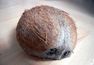 Dehusked Coconut