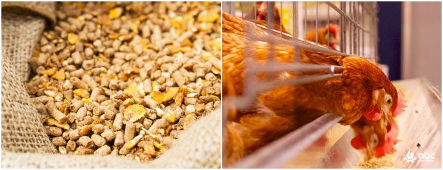 poultry feed production Industry in Japan