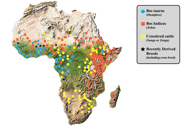 africa beef production