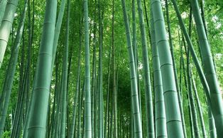 bamboo forest