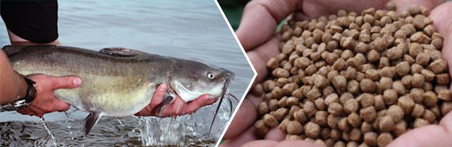 Catfish Feed Pellets