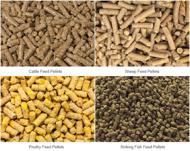 cattle and poultry feed manufacturing process