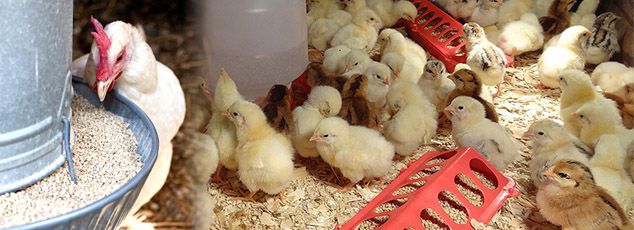 chicken feed pellets