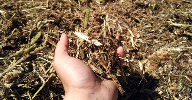 crushed napier grass