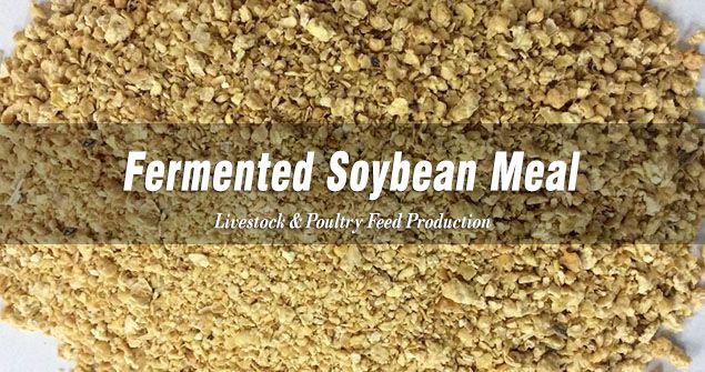 Fermented Soybean Meal for Animal Feed Making