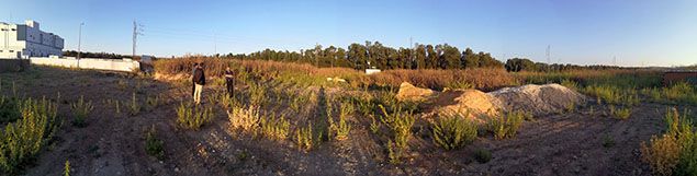 field for setting up cattle feed mill