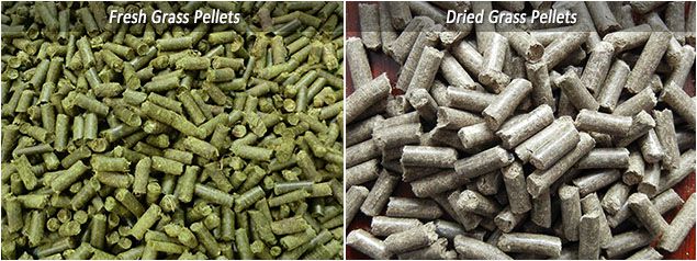 fresh grass pellets vs dried grass pellets