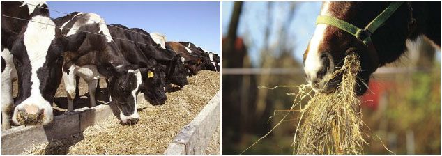 grass feed for ruminant animals