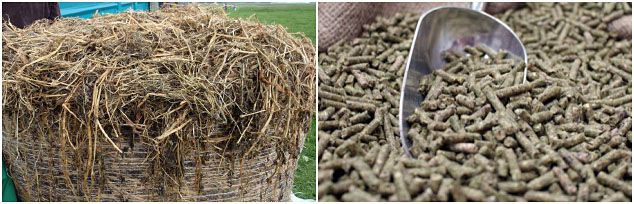 make grass feed pellets for cattle, horse and sheep