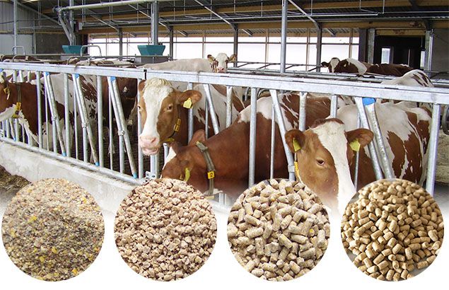 livestock feed production business plan