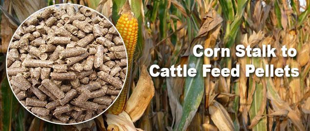 making corn stalk cattle feed pellets