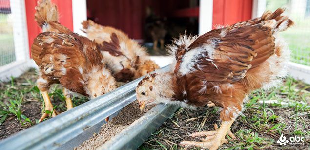 making poultry feed pellets