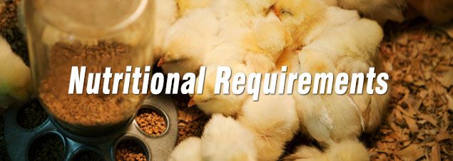 nutritional requirements of poultry feed for poultry cub