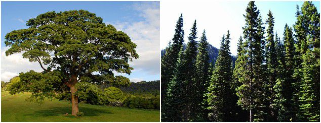 oak vs coniferous tree for making fuel pellets