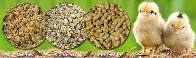 Poultry Bird Food Pellet