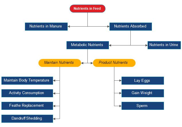 poultry feed digestion process