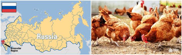poultry feed industry in Russia