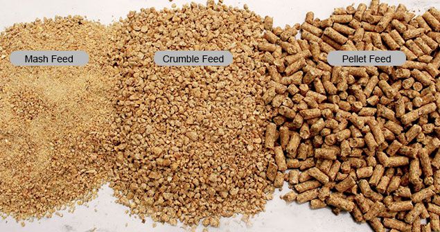 poultry feed mash crumble pellet