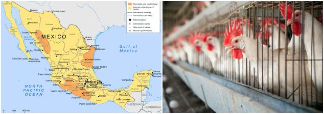 poultry feed processing in Mexico