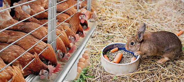 producing poultry feed pellets for domestic animals such as  chicken, duck, rabbits