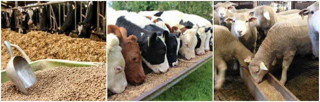 ruminant animal feed production business plan